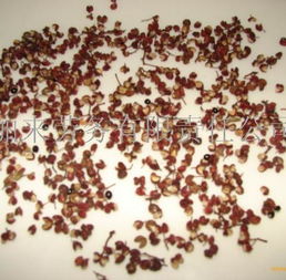 干花椒勞務(wù)服務(wù) 農(nóng)業(yè)產(chǎn)業(yè)鏈中的專業(yè)勞動(dòng)力支持